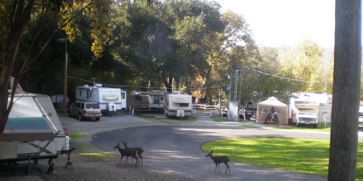 Deer crossing the driveway
